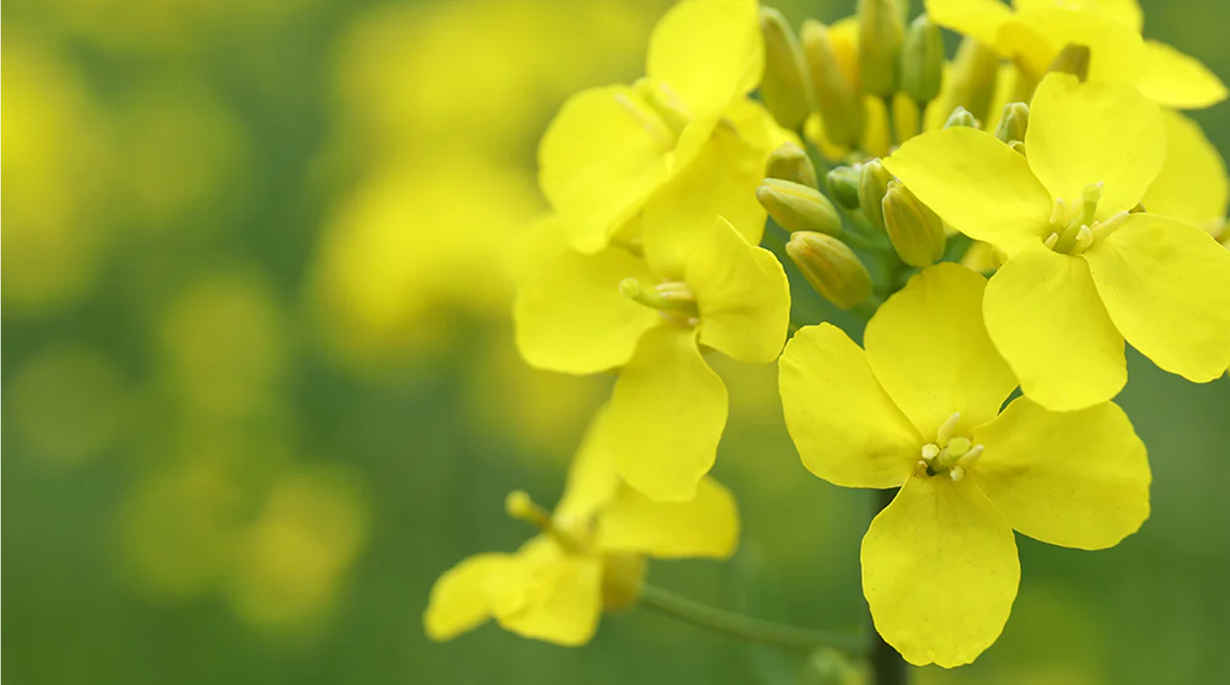 Rapeseed Oil